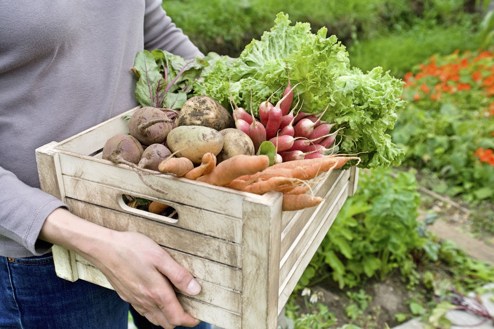 Quels légumes cultiver dans son jardin – guide complet