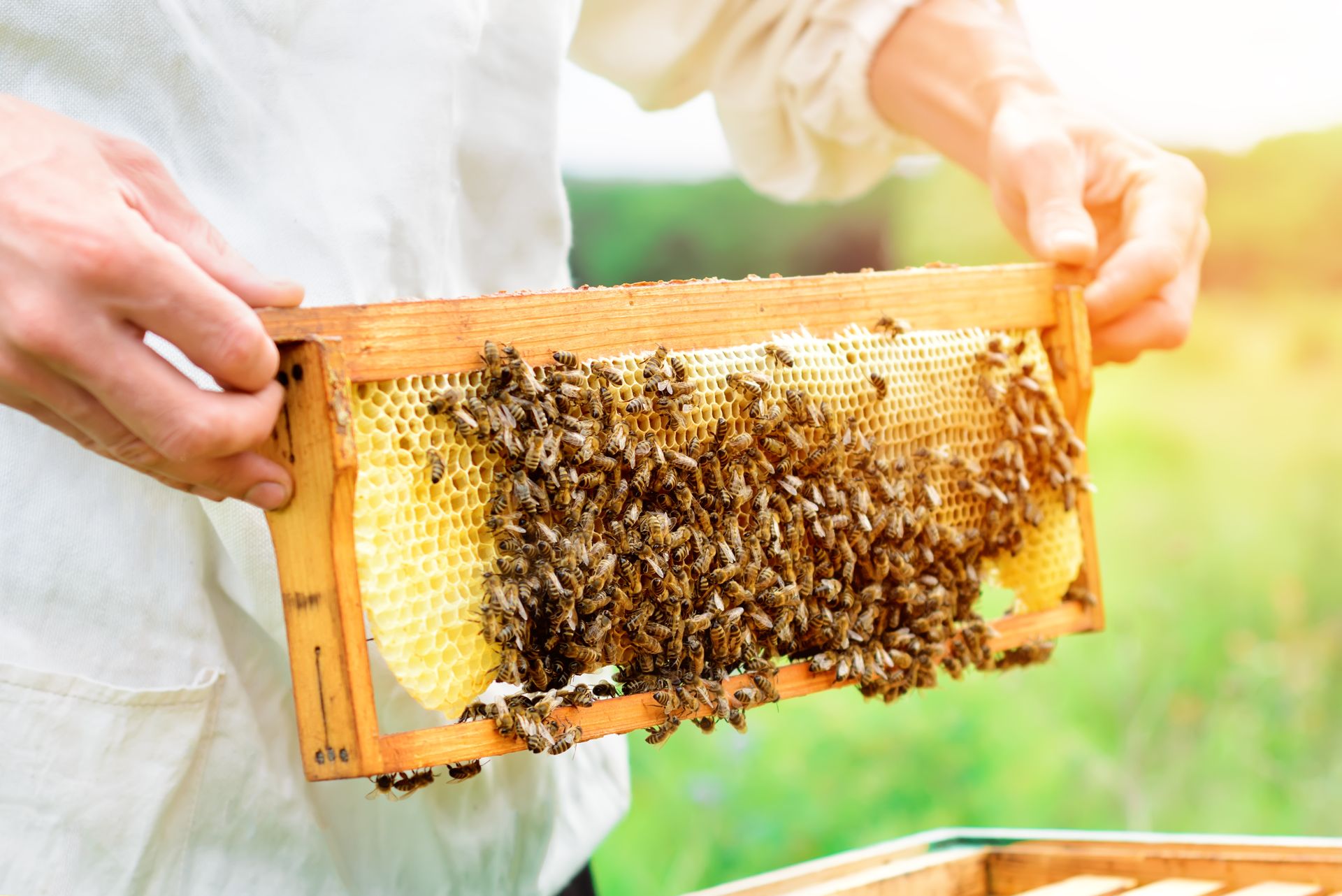 Comment devenir apiculteur ? – guide complet pour se lancer dans l&rsquo;apiculture