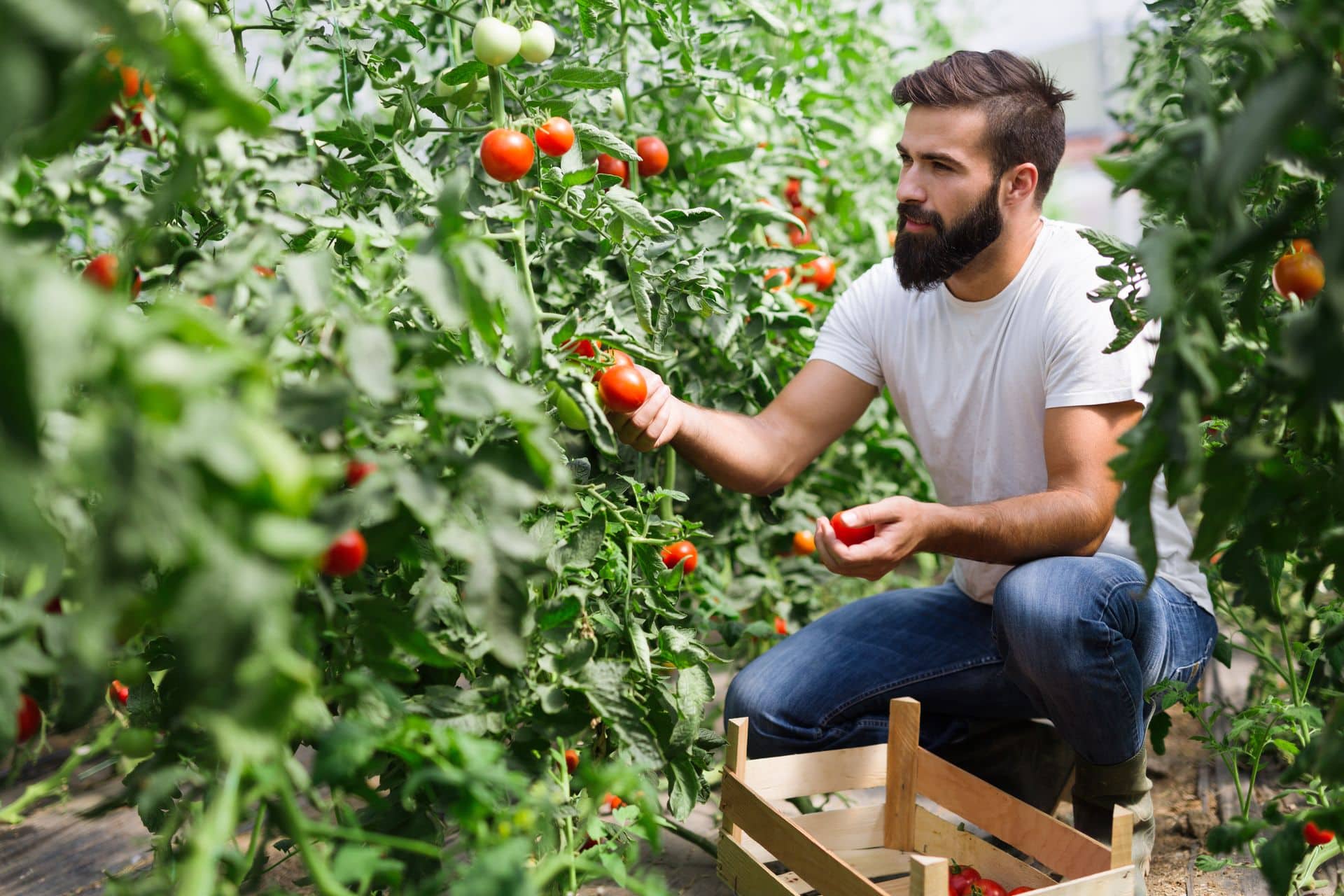 Comment planter des tomates ? – guide complet