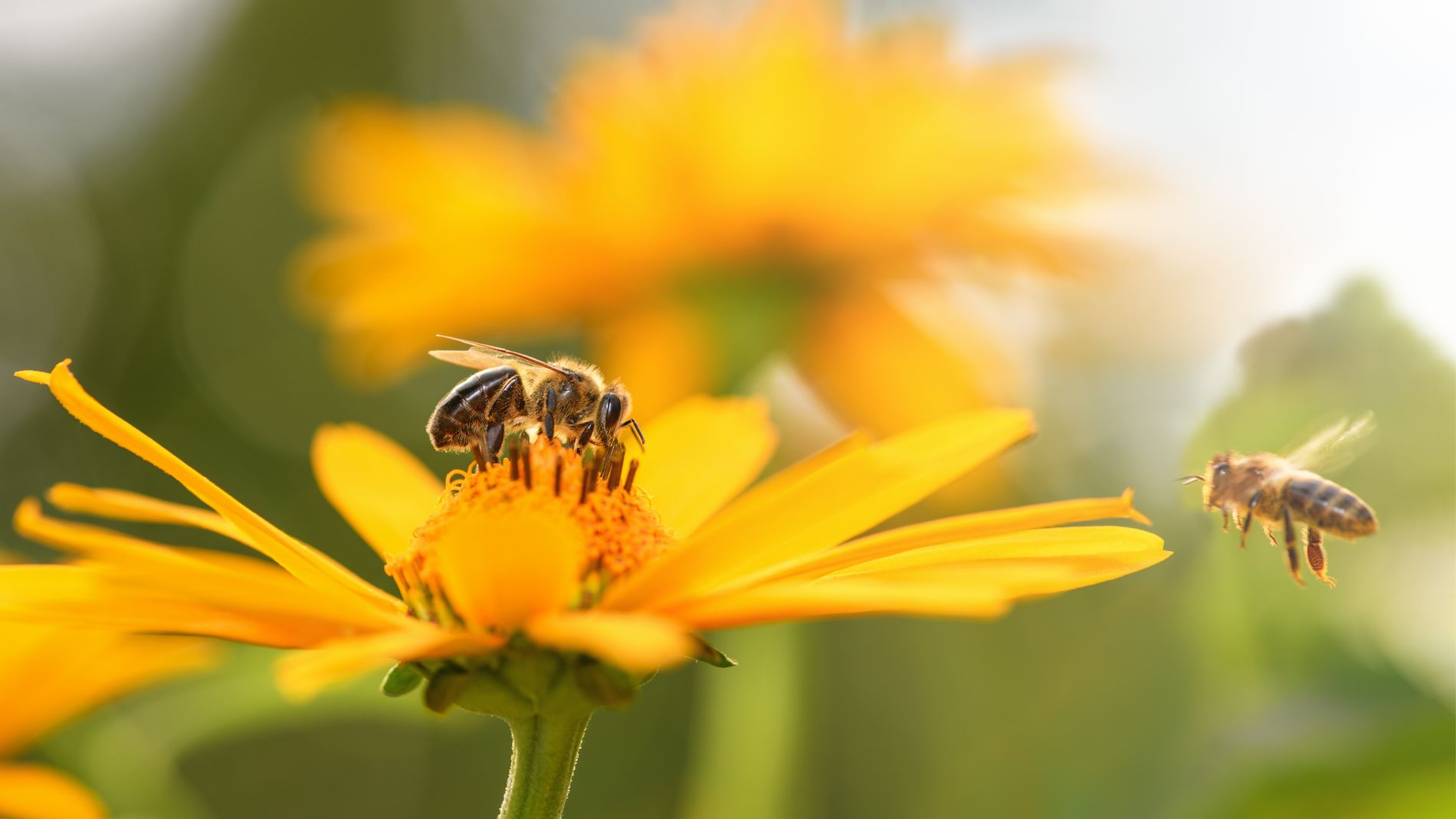 Comment aider les abeilles? En adaptant votre jardin! 
