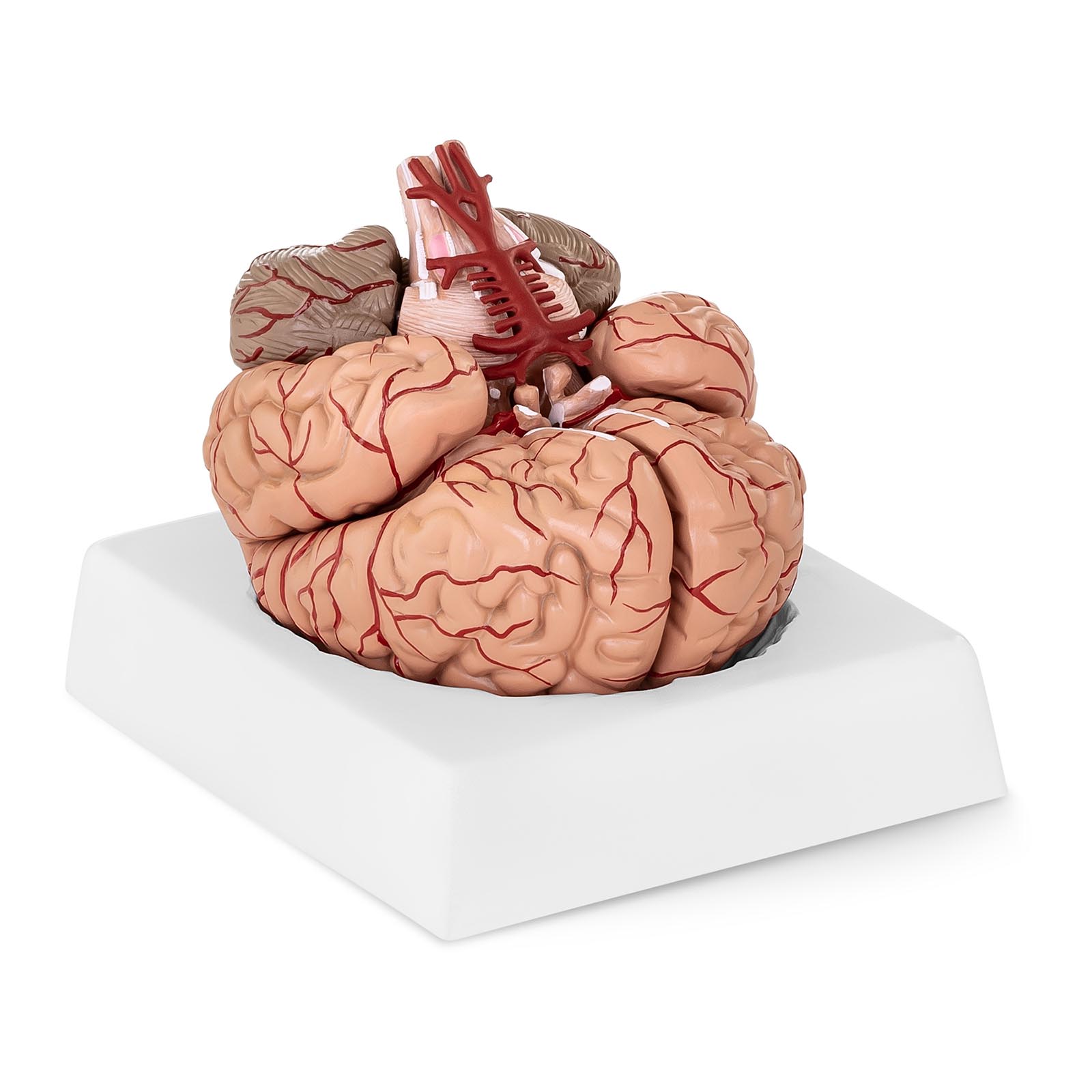 Occasion Maquette anatomique cerveau humain - 9 segments - grandeur nature