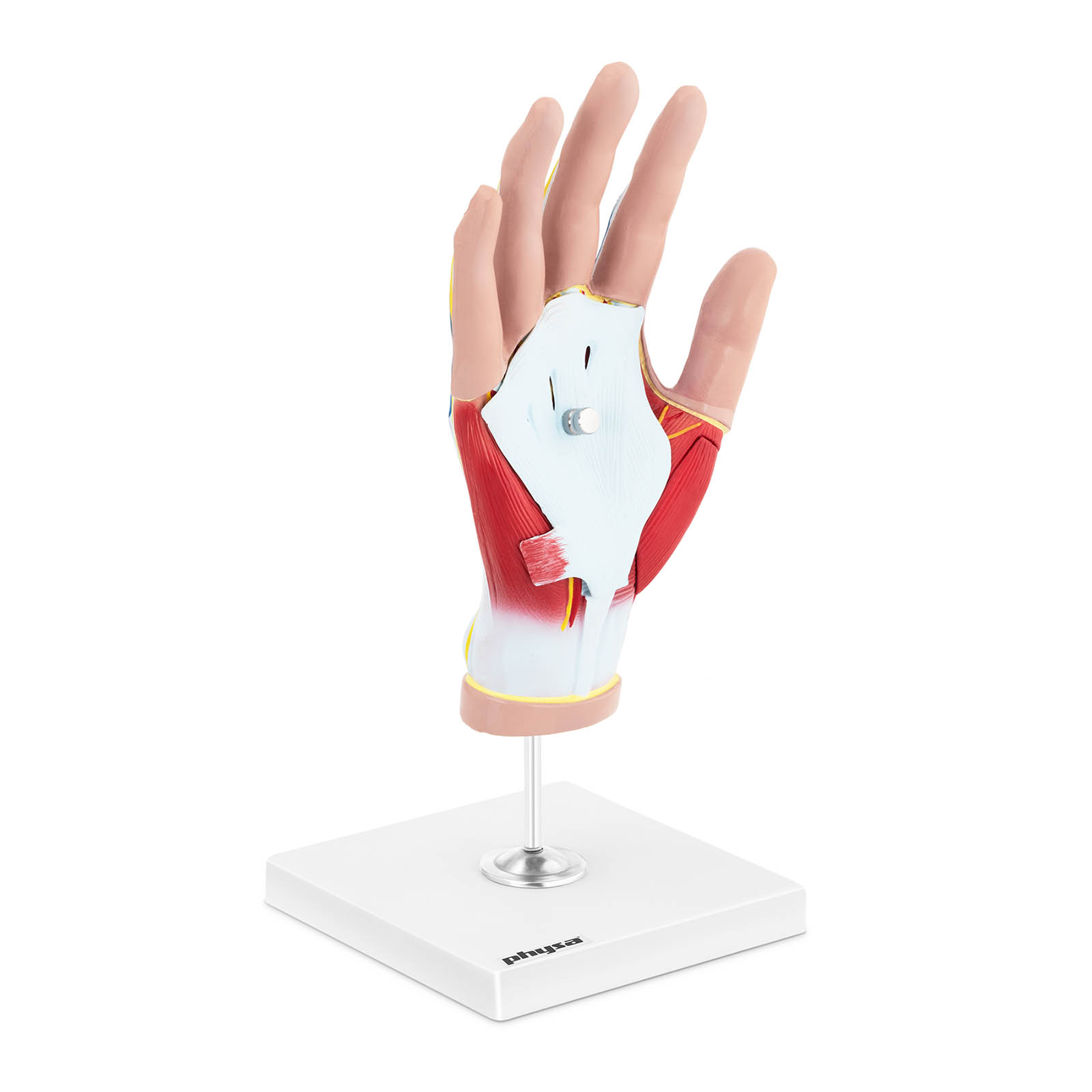 Maquette anatomique de la main humaine avec dégénérescence musculaire - En 4 parties - Grandeur nature