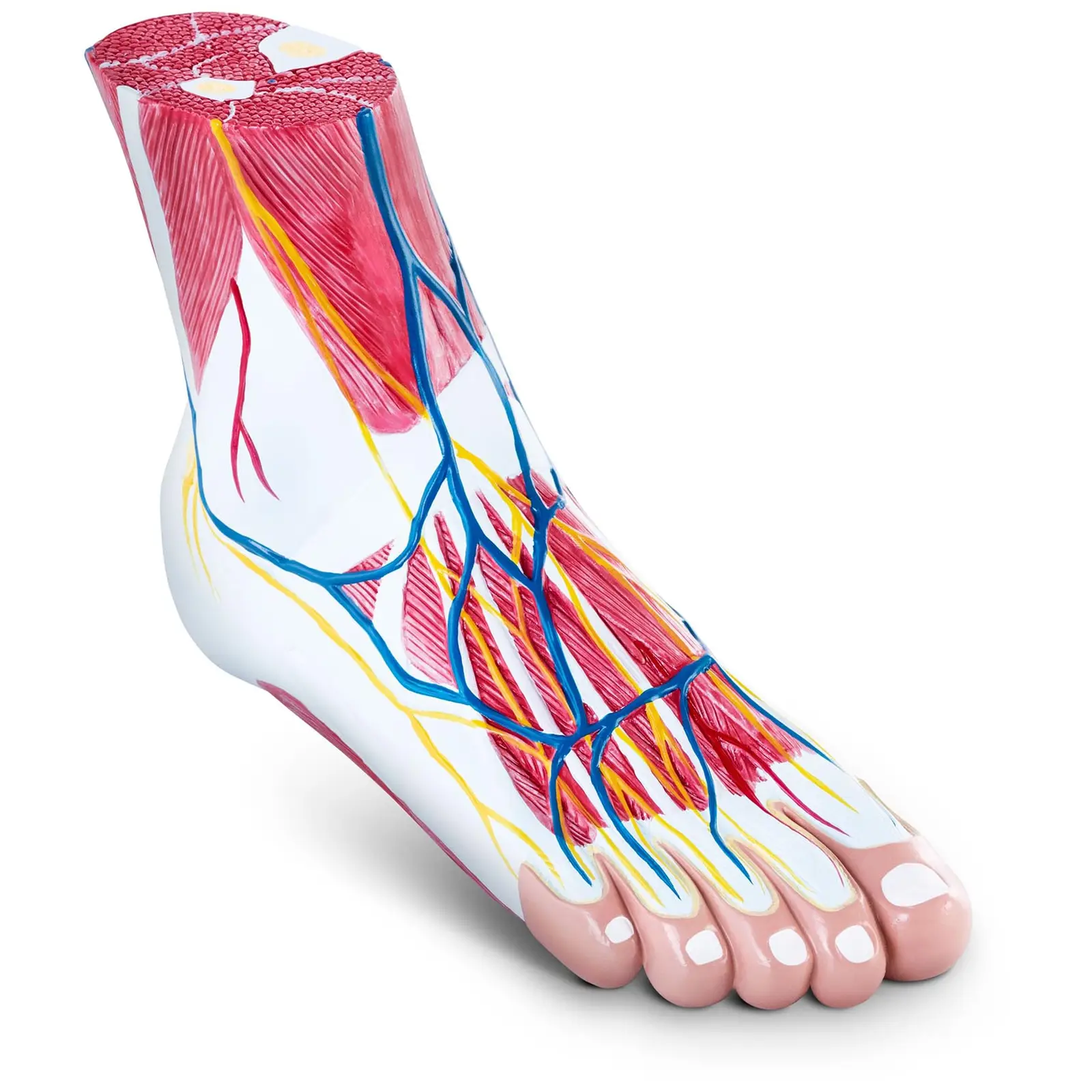 Maquette anatomique des muscles du pied - En 3 parties - Grandeur nature - Dégénérescence musculaire