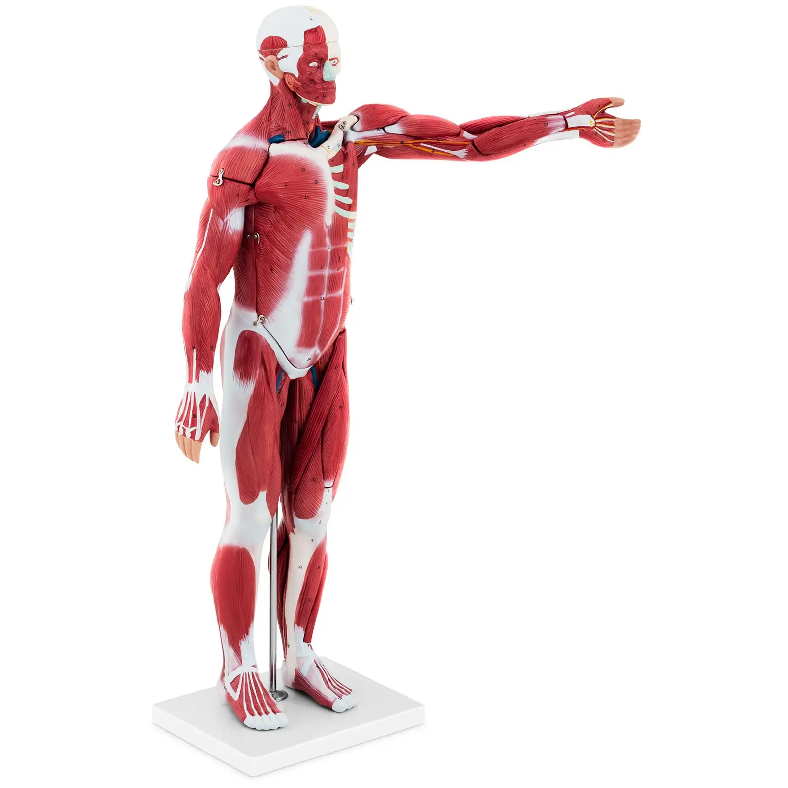 Maquette anatomique musculature humaine - Unisexe - En 27 parties - Hauteur 76 cm